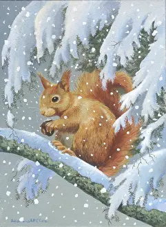 Samaraweera: Red Squirrel on a Snowy Fir Tree Branch