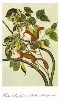 Pods: Red Squirrels