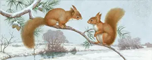 Hopking: Two red squirrels on snow-covered pine branch