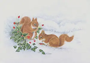 Comerford: Two red squirrels in the snow with holly and ivy