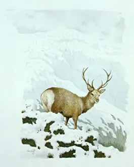 Lilly: Red Stag in Snow ' with mountains