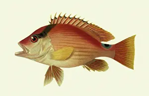 Snapper: Red-striped snapper, Lutjanus malabaricus