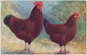 Gallus: RED SUSSEX POULTRY