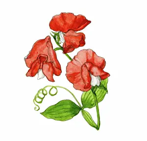 Peas: Red Sweet Peas