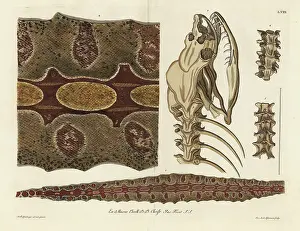Auserlesenes: Red-tailed boa skin, skeleton and spine