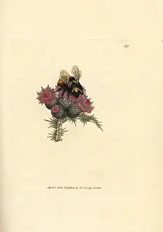Apis: Red-tailed bumblebee, Bombus lapidarius