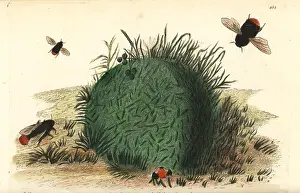 Red Tailed: Red-tailed bumblebee, Bombus lapidarius