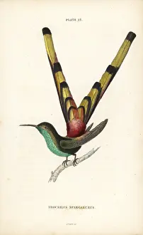 Sappho: Red-tailed comet, Sappho sparganura