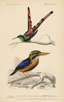 Sappho: Red-tailed comet, Sappho sparganurus, and