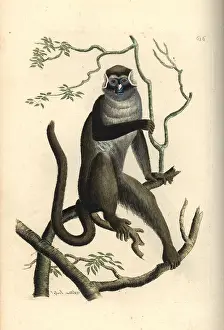 Ascanius: Red-tailed guenon, Cercopithecus ascanius