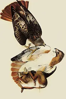 Clutches: Red-Tailed Hawks