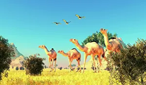 Hawk: Three Red-tailed Hawks fly over a herd of Camelops