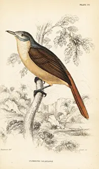 Swainson: Red-tailed leaflove, Phyllastrephus scandens