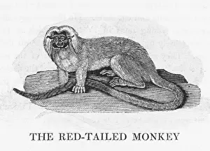 Oedipus: RED-TAILED MONKEY BEWICK