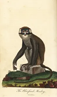Ascanius: Red-tailed monkey, Cercopithecus ascanius