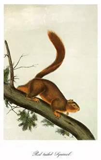Crawls: Red-Tailed Squirrel