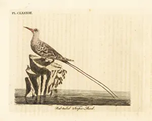 Phaethon: Red-tailed tropic bird, Phaethon rubricauda