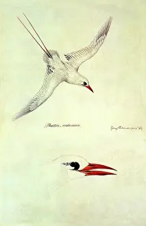Stretched: Red-Tailed Tropicbird, Phaethon rubricauda