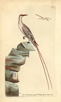 Red Tailed: Red-tailed tropicbird, Phaeton rubricauda