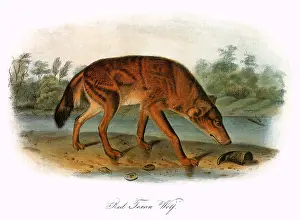 Wolves: Red Texan Wolf
