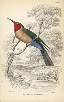 Swainson: Red-throated bee-eater, Merops bulocki