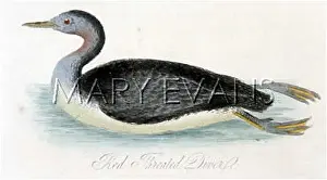 Colymbus: RED-THROATED DIVER