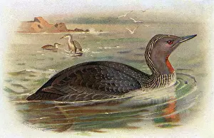 Gavia: Red-throated Diver (Gavia stellata)