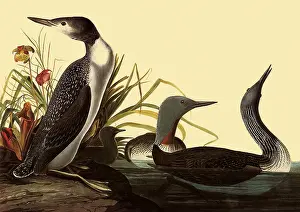 Loon: Red-Throated Loon