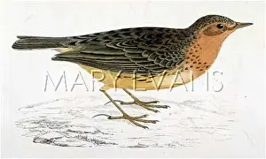 Anthus: RED-THROATED PIPIT)