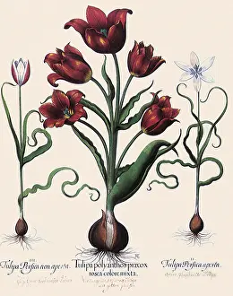Tulips: Red Tulips