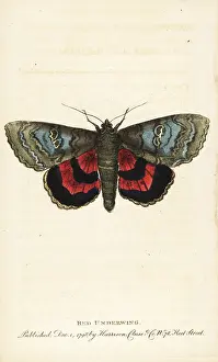 Underwing: Red underwing, Catocala nupta