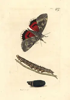 Underwing: Red underwing moth, Catocala nupta