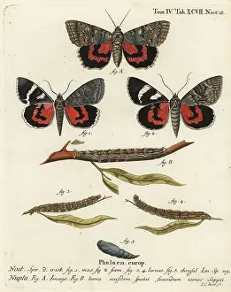 Esper: Red underwing moth, Catocala nupta