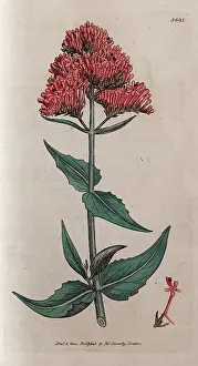 The Kings College Archives And Special Collections: Red valerian