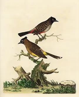 Bulbul: Red-vented bulbul and white-spectacled bulbul