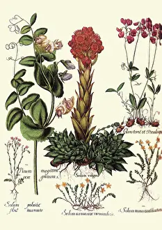 Pisum: Red, Violet, and Pink Flowers