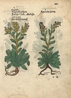 Bugloss: Red viper's bugloss, Echium wildpretii, and