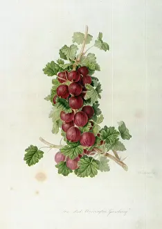 Hooker: Red Warrington Gooseberry