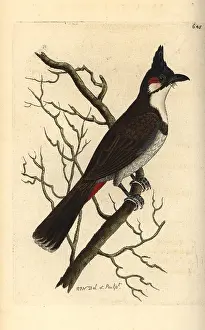 Bulbul: Red-whiskered bulbul, Pycnonotus jocosus