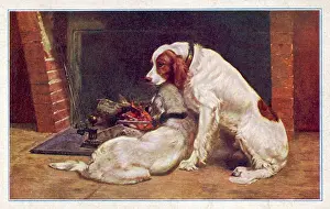 Companionably: TWO RED & WHITE SETTERS