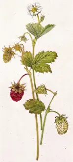 Helga Crouch: Red and white wild strawberries