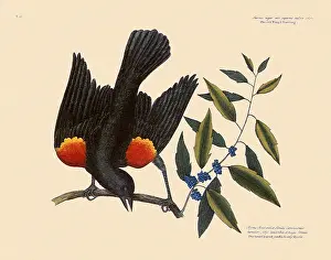 Blackbird: Red-Winged Blackbird, Agelaius phoeniceus