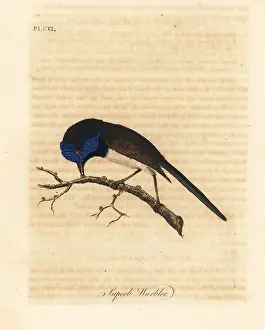 Cyanea: Red-winged fairywren, Malurus elegans