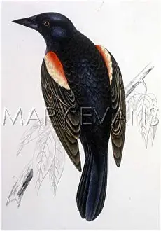 Phoeniceus: RED-WINGED STARLING