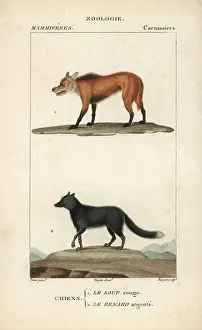 Jean Francois: Red wolf, Canis lupus rufus (critically endangered)
