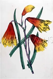 Unspecified: RED & YELLOW FLOWER