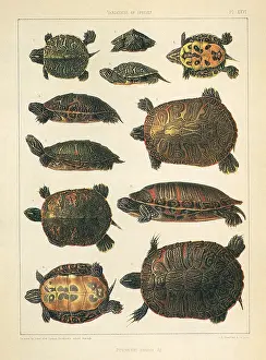 Turtles: Redbelly Turtle, Pseudemys rubriventris