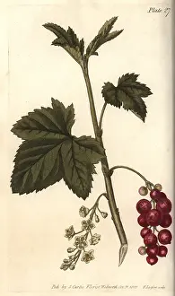 Redcurrant: Redcurrant, Ribes rubrum