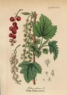 Redcurrant: Redcurrant, Ribes rubrum