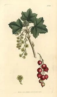 Redcurrant: Redcurrant, Ribes rubrum